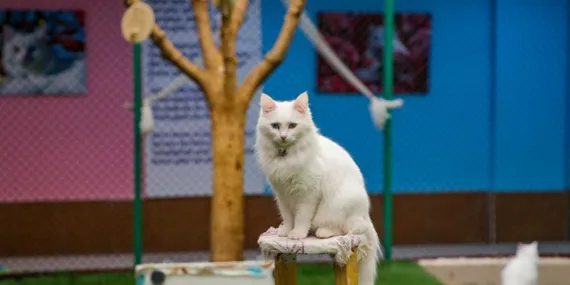 Orijinal formuna yakın Van kedisi sayısı arttırılıyor! 30 kedi damızlık olarak seçildi